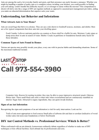 DIY Ant Control Methods vs. Professional Services: Which Is Better?