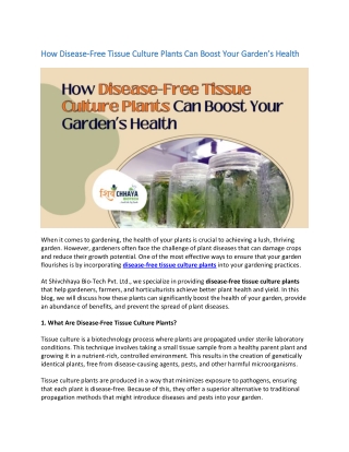 How Disease-Free Tissue Culture Plants Can Boost Your Garden’s Health