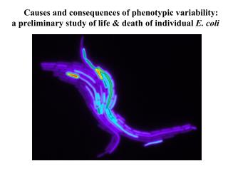 Causes and consequences of phenotypic variability: a preliminary study of life & death of individual E. coli