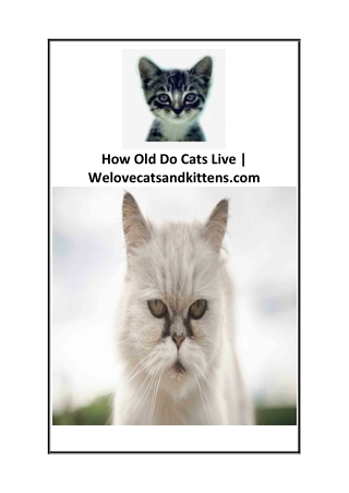 How Old Do Cats Live  Welovecatsandkittens.com