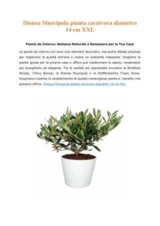 Dionea Muscipula pianta carnivora diametro 14 cm XXL