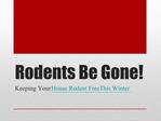 Rodents Be Gone! Keeping Your House Rodent Free This Winter