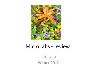 Micro labs - review