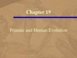 Primate and Human Evolution