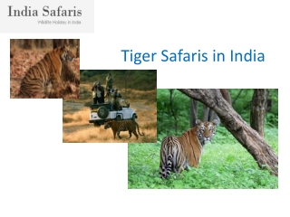 tiger safaris in india