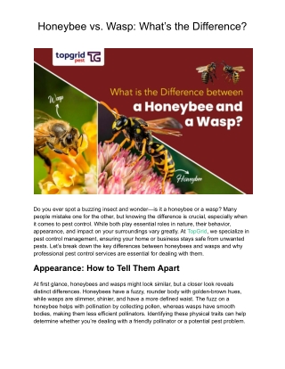 Honeybee vs. Wasp: What’s the Difference?