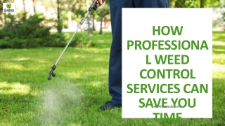 How Professional Weed Control Services Can Save You Time and Money