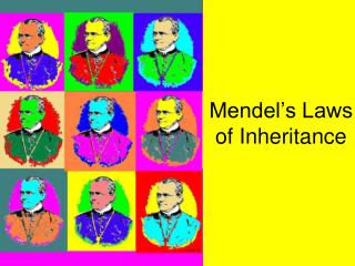 Mendel’s Laws of Inheritance