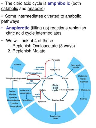 Anaplerotic (filling up) reactions replenish citric acid cycle intermediates We will look at 4 of these Replenish Oxa