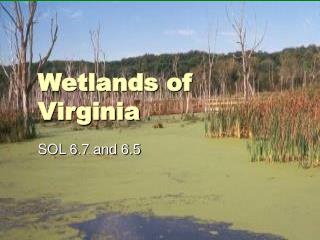 Wetlands of Virginia