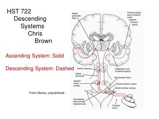 HST 722 Descending Systems 	 Chris 	 Brown