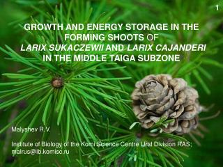 GROWTH AND ENERGY STORAGE IN THE FORMING SHOOTS OF LARIX SUKACZEWII AND LARIX CAJANDERI IN THE MIDDLE TAIGA SUBZONE