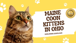 Maine Coon Kittens in Ohio – Dreamy Companions for Your Home
