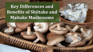 Key Differences and Benefits of Shiitake and Maitake Mushrooms