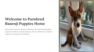 Buy Basenji Puppy Online