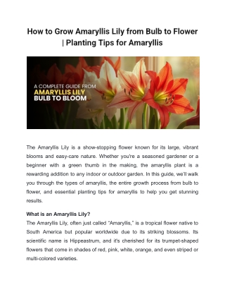 How to Grow Amaryllis Lily from Bulb to Flower | Planting Tips for Amaryllis