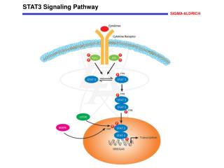 STAT3 Signaling Pathway