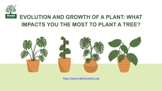 Evolution and Growth of a plant What Impacts you the most to plant a tree