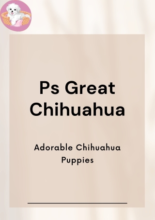 Chihuahua Puppies for Sale in Alabama – Cute, Healthy, and Ready for a Home!