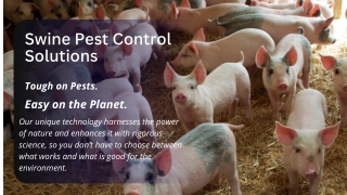 Swine Pest Control Solutions