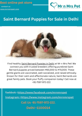 Saint Bernard Puppies for Sale in Delhi