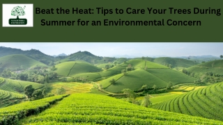 Beat the Heat Tips to Care Your Trees During Summer for an Environmental Concern