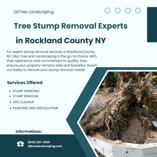 Tree Stump Removal Experts in Rockland County NY  DDTree Landscaping