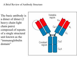 PPT - The basic antibody is a dimer of dimer (2 heavy chain-light chain ...