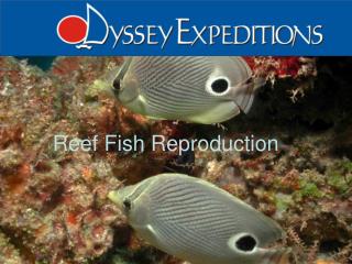Reef Fish Reproduction