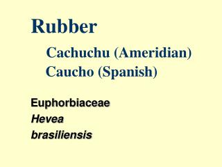 Rubber Cachuchu (Ameridian) Caucho (Spanish)