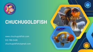 Why ChuChuGoldfish Offers the Best Fancy Goldfish in Austin
