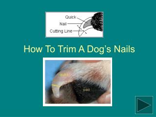 How To Trim A Dog’s Nails
