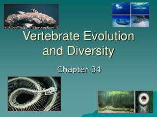 Vertebrate Evolution and Diversity