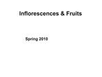 Inflorescences Fruits