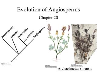 Evolution of Angiosperms