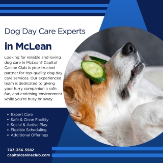 Dog Day Care Experts in McLean  Capitol Canine Club