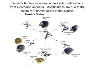 Darwin’s finches have descended with modifications from a common ancestor. Modifications are due to the diversity of ha