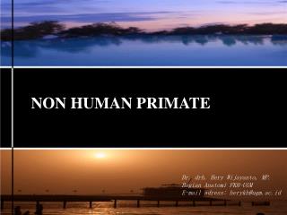 NON HUMAN PRIMATE