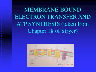 MEMBRANE-BOUND ELECTRON TRANSFER AND ATP SYNTHESIS (taken from Chapter 18 of Stryer)