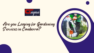 Are you Looging for Gardening Services in Canberra