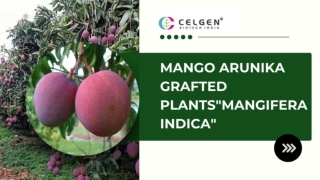 Buy Mango Arunika Grafted Plants Online Celgen Biotech