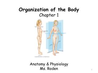 Organization of the Body Chapter 1 Anatomy &amp; Physiology Ms. Roden