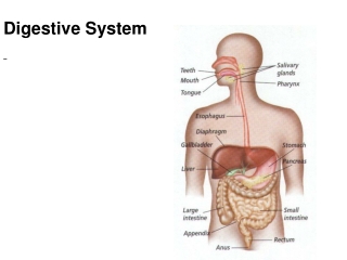 Digestive System