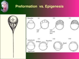 Preformation vs. Epigenesis