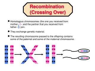 Homologous chromosomes (the one you received from mother-- -- and the partner that you received from father-- ) join.