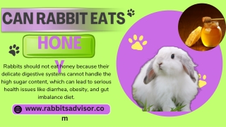 Can Rabbits Eat Honey? Facts Every Owner Should Know