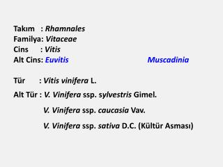 Takım : Rhamnales Familya: Vitaceae Cins : Vitis Alt Cins: Euvitis 			Muscadinia Tür : Vitis vin