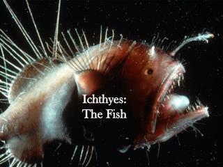 Ichthyes: The Fish