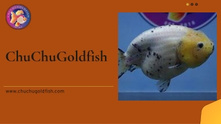 Discover the Most Trusted Fish Store in Austin – ChuChuGoldfish Sets the Gold Standard for Healthy, Vibrant Goldfish