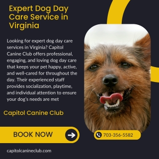 Expert Dog Day Care Service in Virginia  Capitol Canine Club